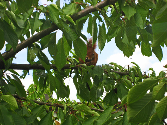 IMG_5197-Eichh�rnchen im Kirschbaum-2-560