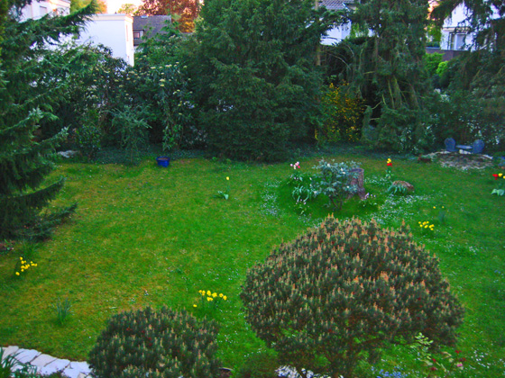 IMG_6359-Tulpen & Nazissen im Garten-1-560