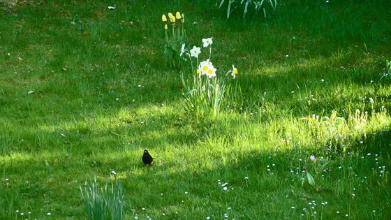 P1010029-wei�e Narzissen, gelbe Tulpen und 1 Amsel-560