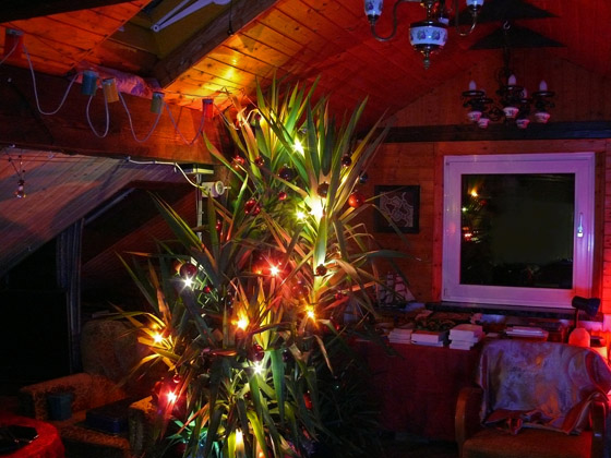 P1040853-Palmenbaum-2013-560