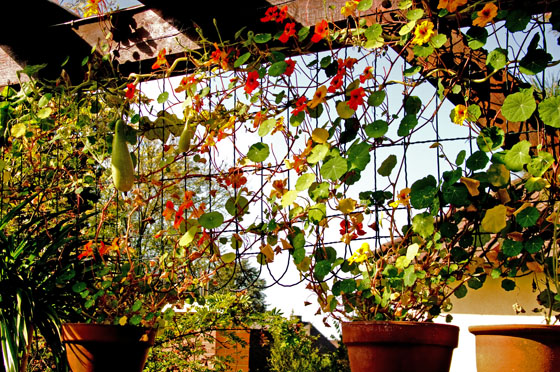 P1080657-Kürbisranken-560 P1080657-Kürbisranken-560