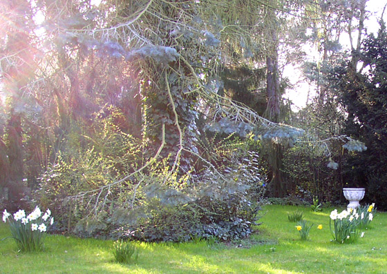 P4088890-Zauberwald-2 - 560