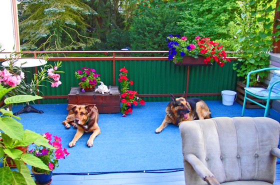 P7204339-Rudis Hundies auf der Terrasse-560