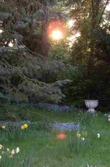 04-Garten-Sonne zwischen B�umen-1-P5041035-H555