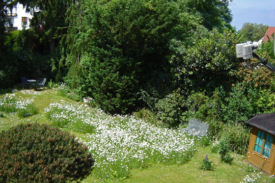 16-DSC06838-Margeriten-Garten-560