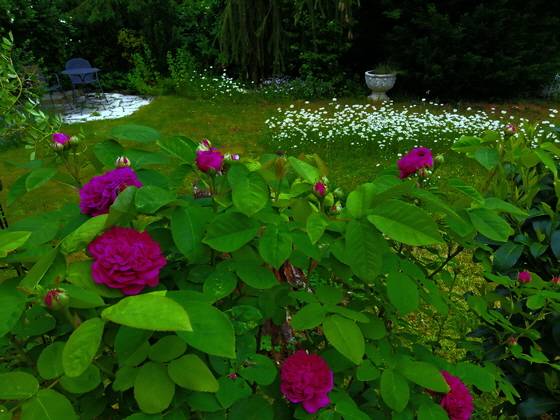 20-IMG_20200525_103608-Juttas Rose, sharpen, color4