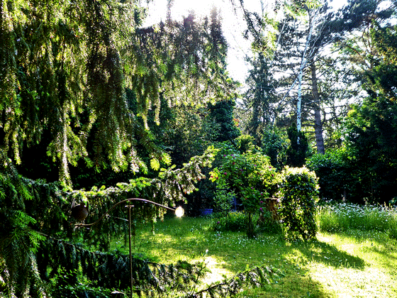 24-P1100791-wilder Gadde, Makro, struktur dkl-560 24-P1100791-wilder Gadde, Makro, struktur dkl-560