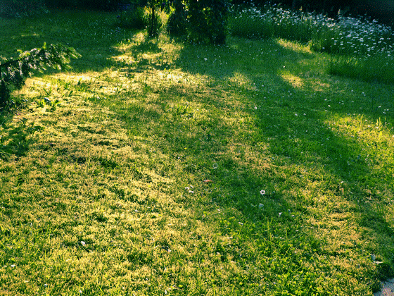 24-P1100805-Gartenwiese, sharpen, cyan-560 24-P1100805-Gartenwiese, sharpen, cyan-560