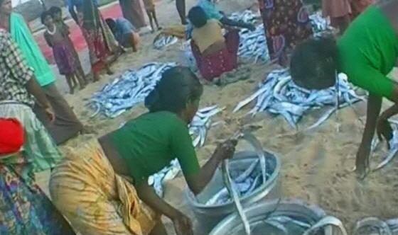 AltGoa-0149-Fischfang-verteilen-am-Strand-560