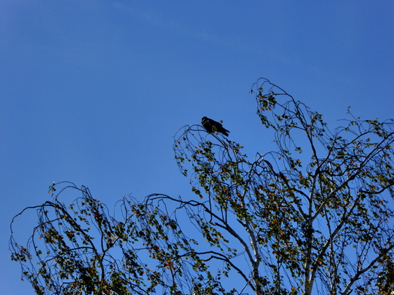 P1000614-Vogel auf Baum-2, color5, pse7-560 P1000614-Vogel auf Baum-2, color5, pse7-560
