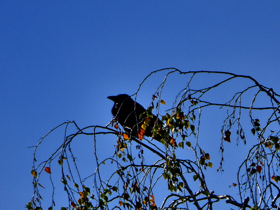 P1000615-Vogel auf Baum-3, sharpen, denoise, color5, pse7-560 P1000615-Vogel auf Baum-3, sharpen, denoise, color5, pse7-560
