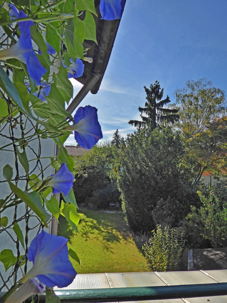 P1000628-Blaue Bl�ten mit Blick auf den Garten, pse7, sharpen, denoise, color5-H600