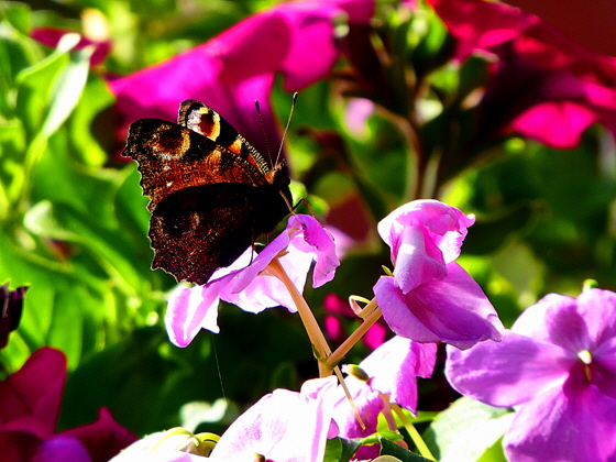 P1000666-Schmetterling, color5, sharpen, denoise,pse7-560 P1000666-Schmetterling, color5, sharpen, denoise,pse7-560