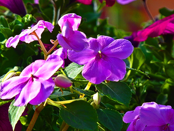 P1000679-Blumen-nah, sharpen, denoise, color5, pse7-560 P1000679-Blumen-nah, sharpen, denoise, color5, pse7-560