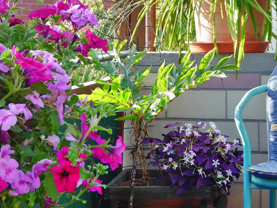 P1000685-hintere Ecke, sharpen, denoise, color5-560 P1000685-hintere Ecke, sharpen, denoise, color5-560