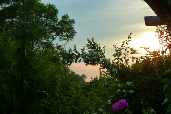 P1070468-Jasmin & Abendhimmel-560