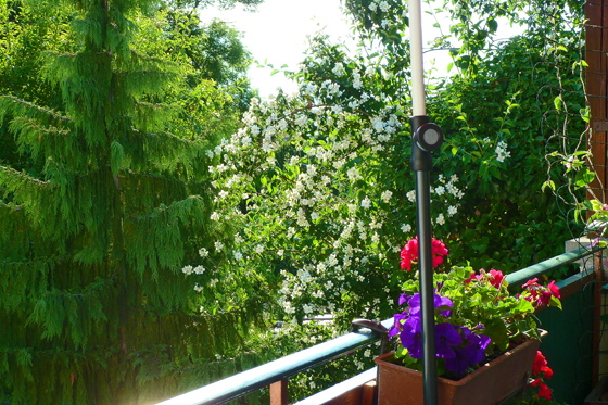 P1090234-Jasmin mit Tanne-560