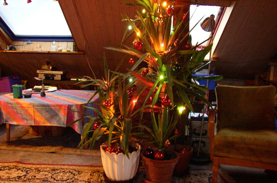 PC258448-Palmenbaum-560