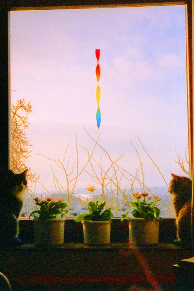 zz 05 - Tante Gerda001a-2 Katzen am Fenster-H600